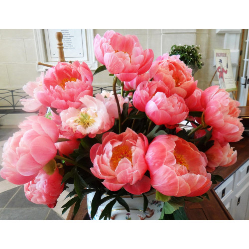 Пион Coral Charm (Корал Шарм)